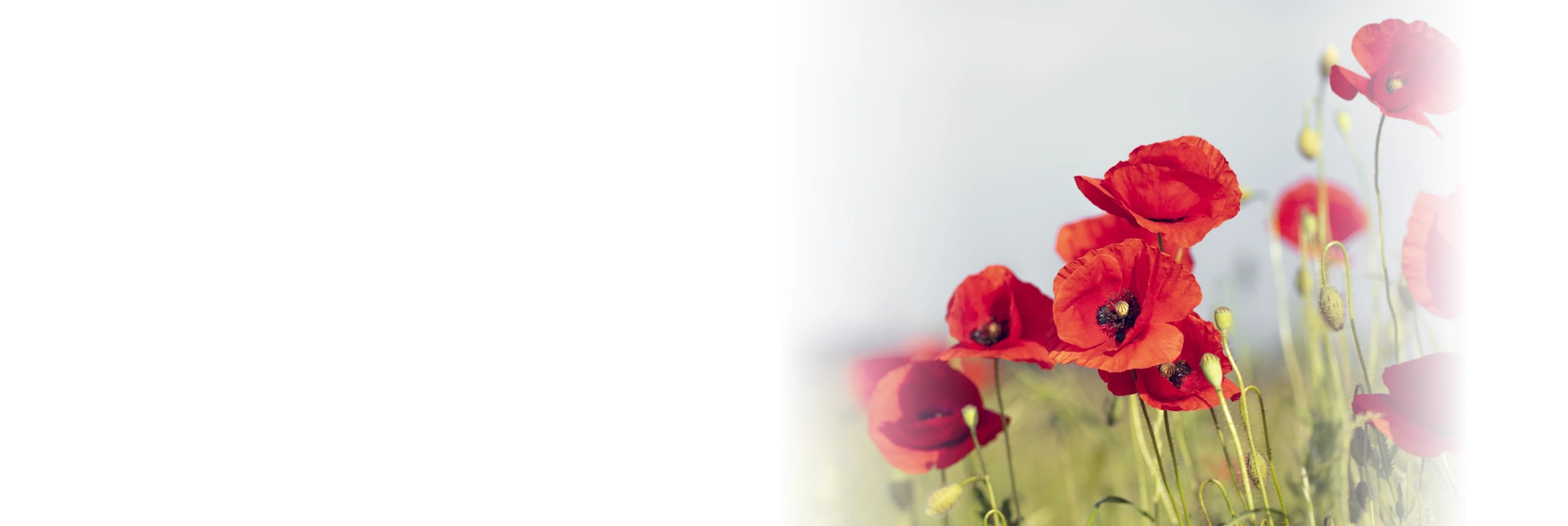 Life Assure Senior Remembrance Day Poppy Field Hero